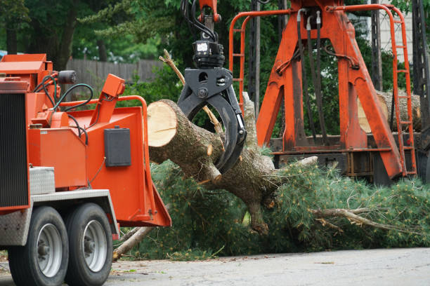 Best Grass Overseeding  in Manorhaven, NY