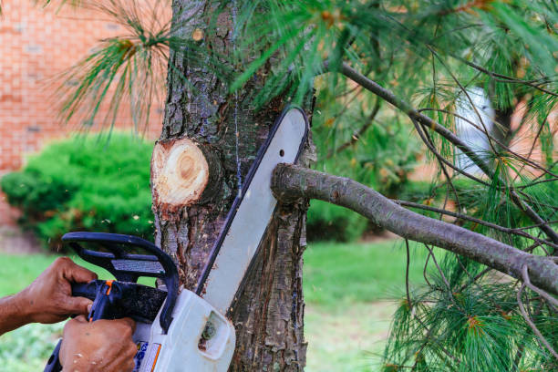 Best Palm Tree Trimming  in Manorhaven, NY